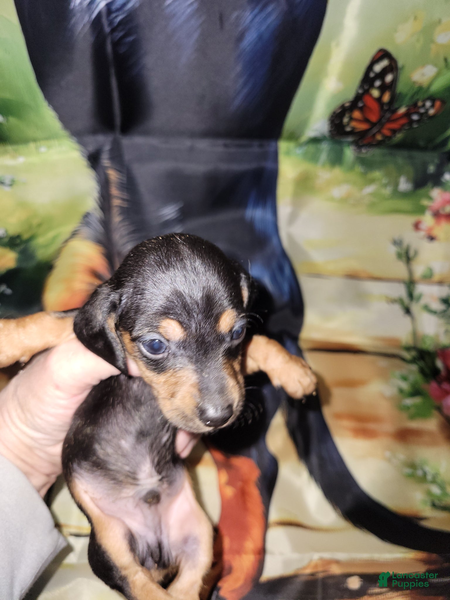 Miniature Dachshund dogs Vito, wirehair - Ad 22