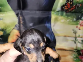 Miniature Dachshund dogs Vito, wirehair - Ad 22