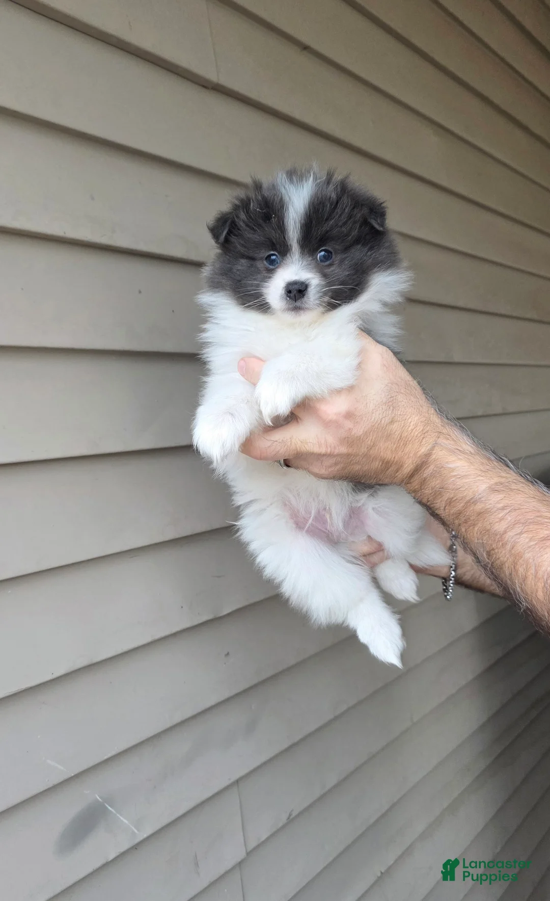 Pomeranian dogs for sale: Jack - Ad 1