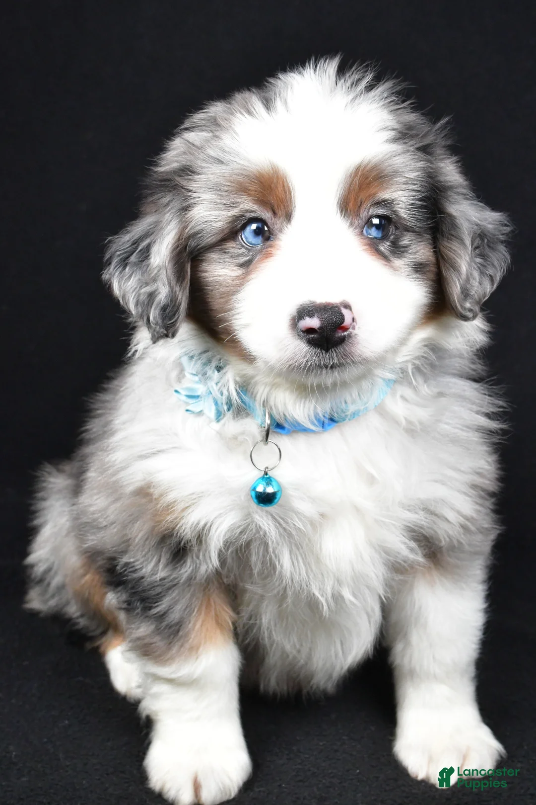 Miniature Australian Shepherd dogs for sale: Ruth - Ad 7