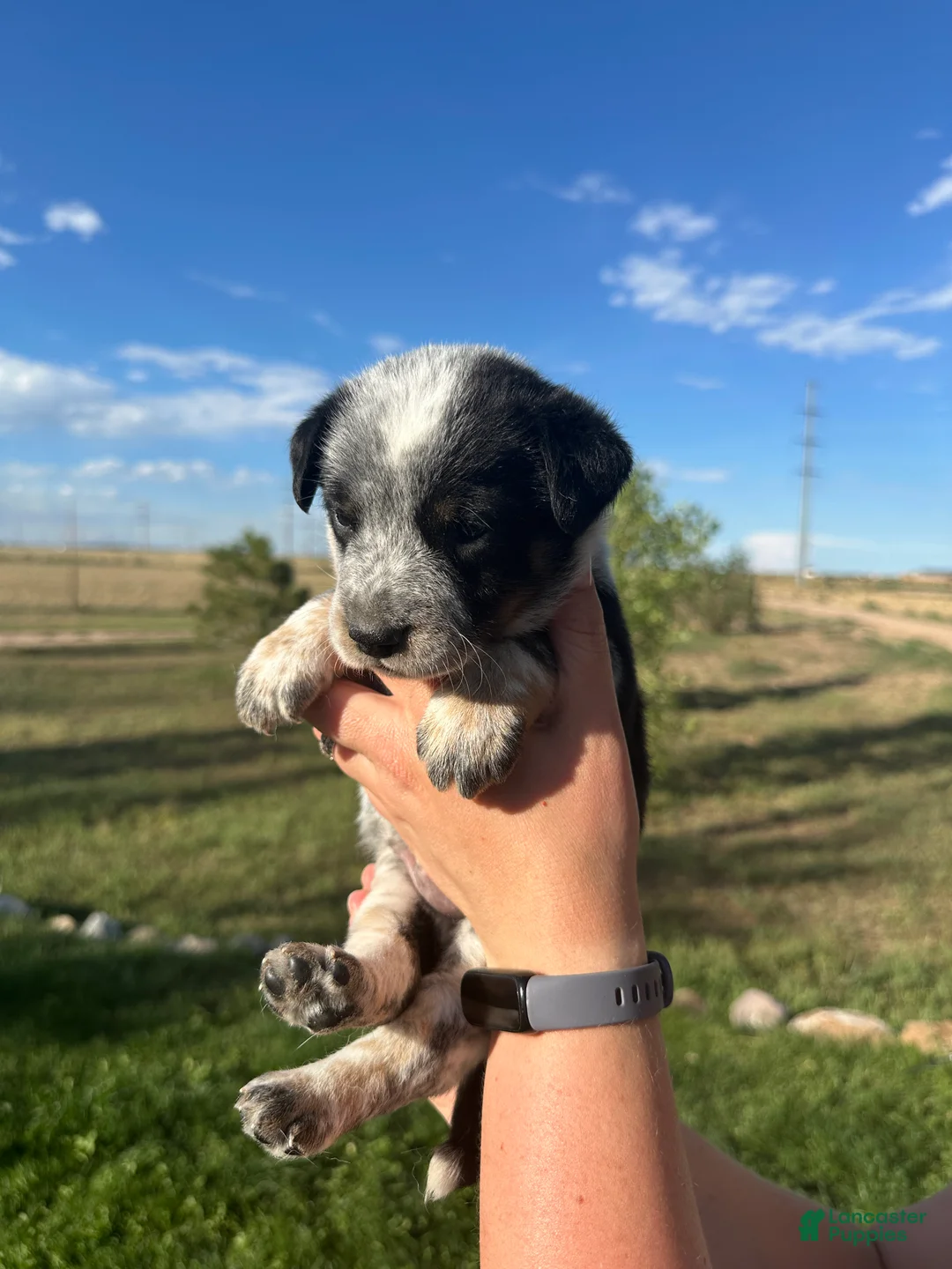 Mixed Breed dogs for sale: Tri boy 2 - Ad 1