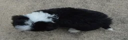 Mini Bernedoodle dogs for sale: Mini Bruno - Ad 18