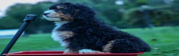 Mini Bernedoodle dogs for sale: Yandel 🦴 - Ad 21