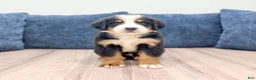 Bernese Mountain Dog dogs for sale: Jetson - Ad 3