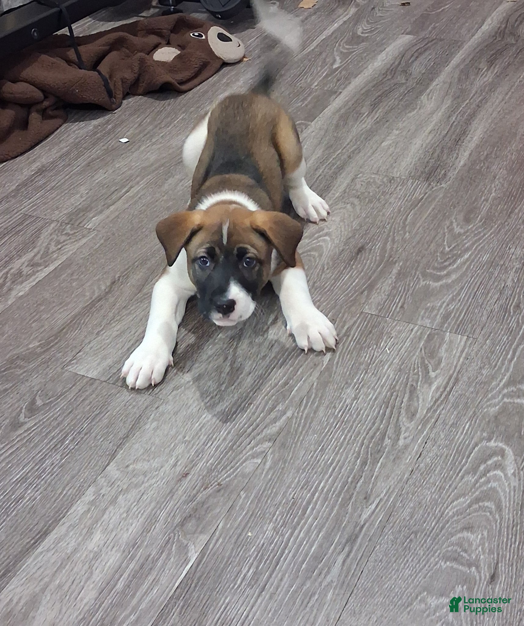Mixed Breed dogs Mixed Breed Puppy 2 - Ad 3