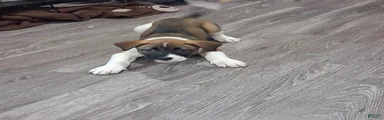 Mixed Breed Puppy 2