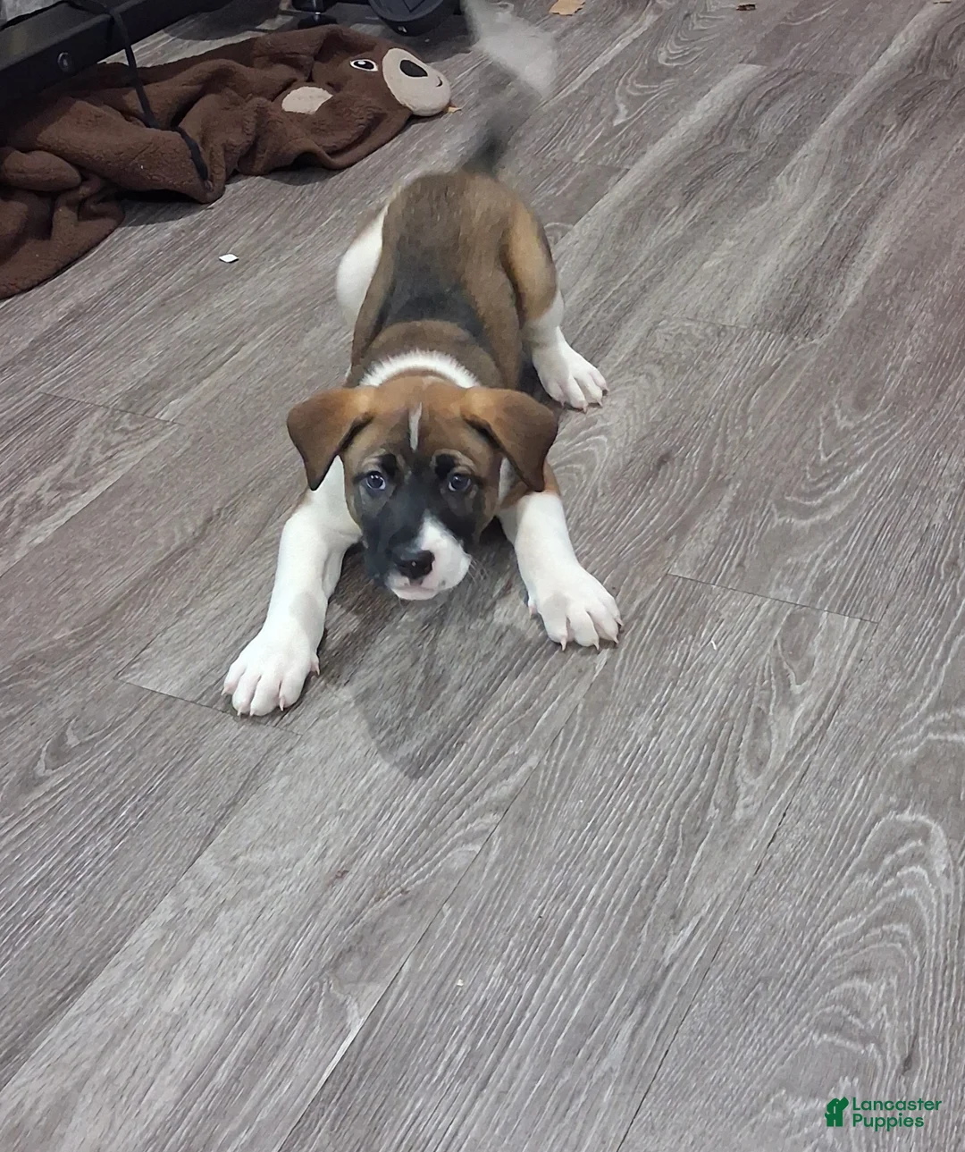 Mixed Breed dogs for sale: Mixed Breed Puppy 2 - Ad 1