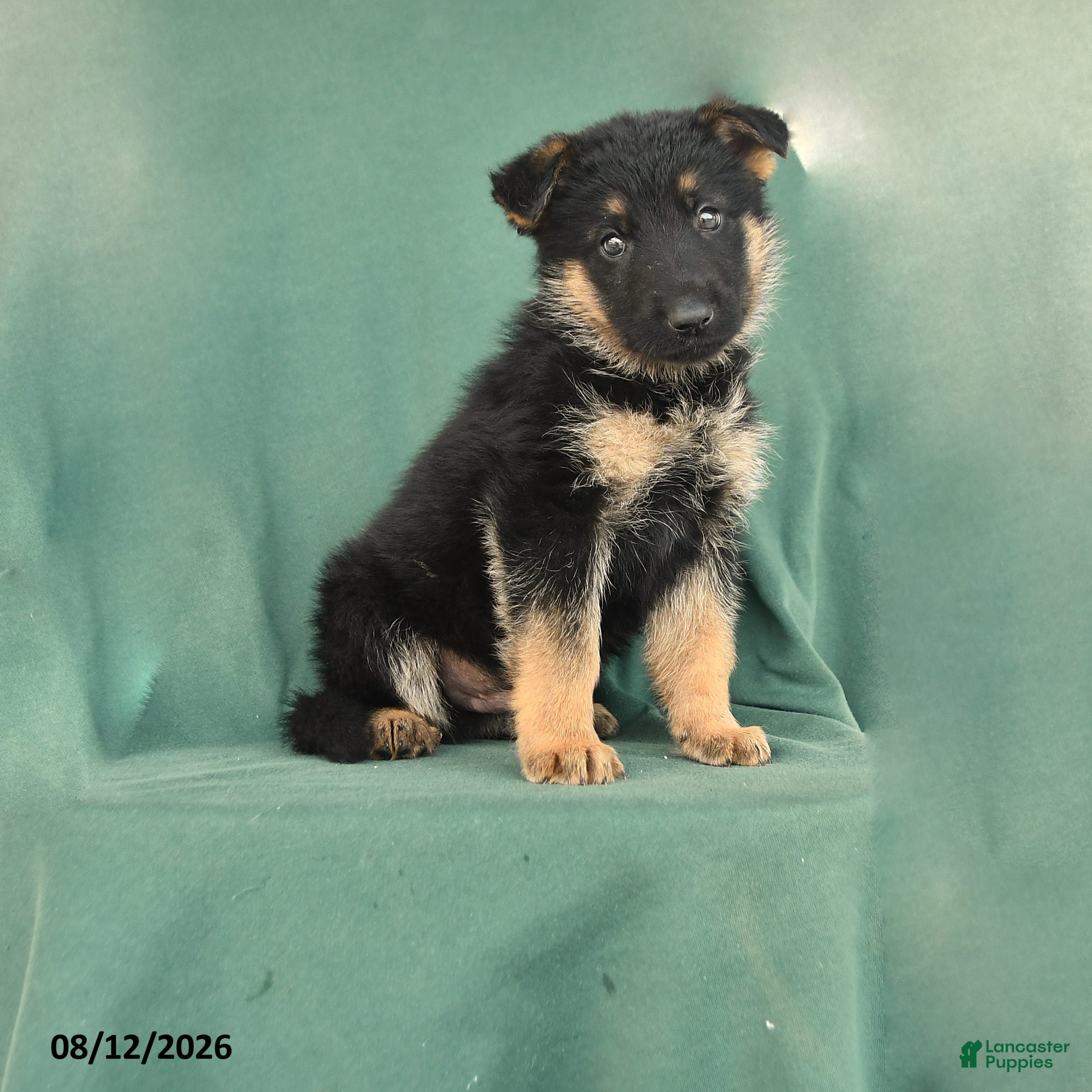 German Shepherd dogs Grant  - Ad 1