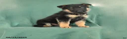 German Shepherd dogs for sale: Grant  - Ad 1