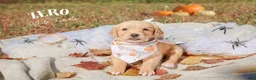 Golden Retriever dogs for sale: Golden Retriever 8 - Ad 1