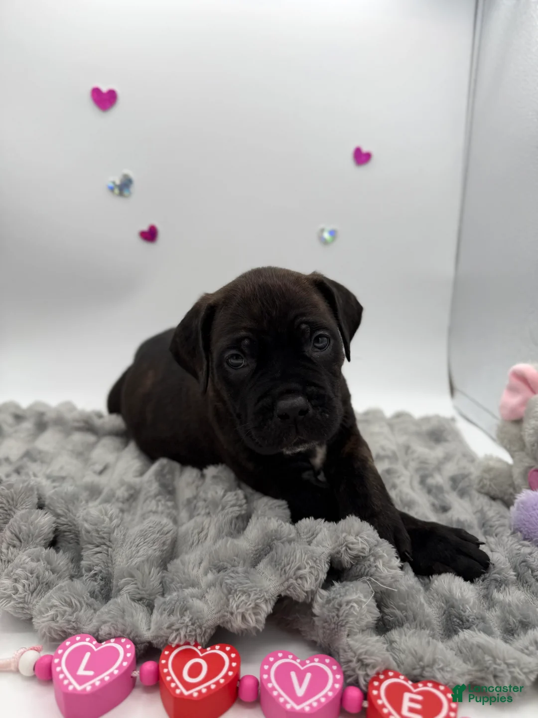 Cane Corso dogs for sale: Cane Corso Puppy 8 - Ad 2