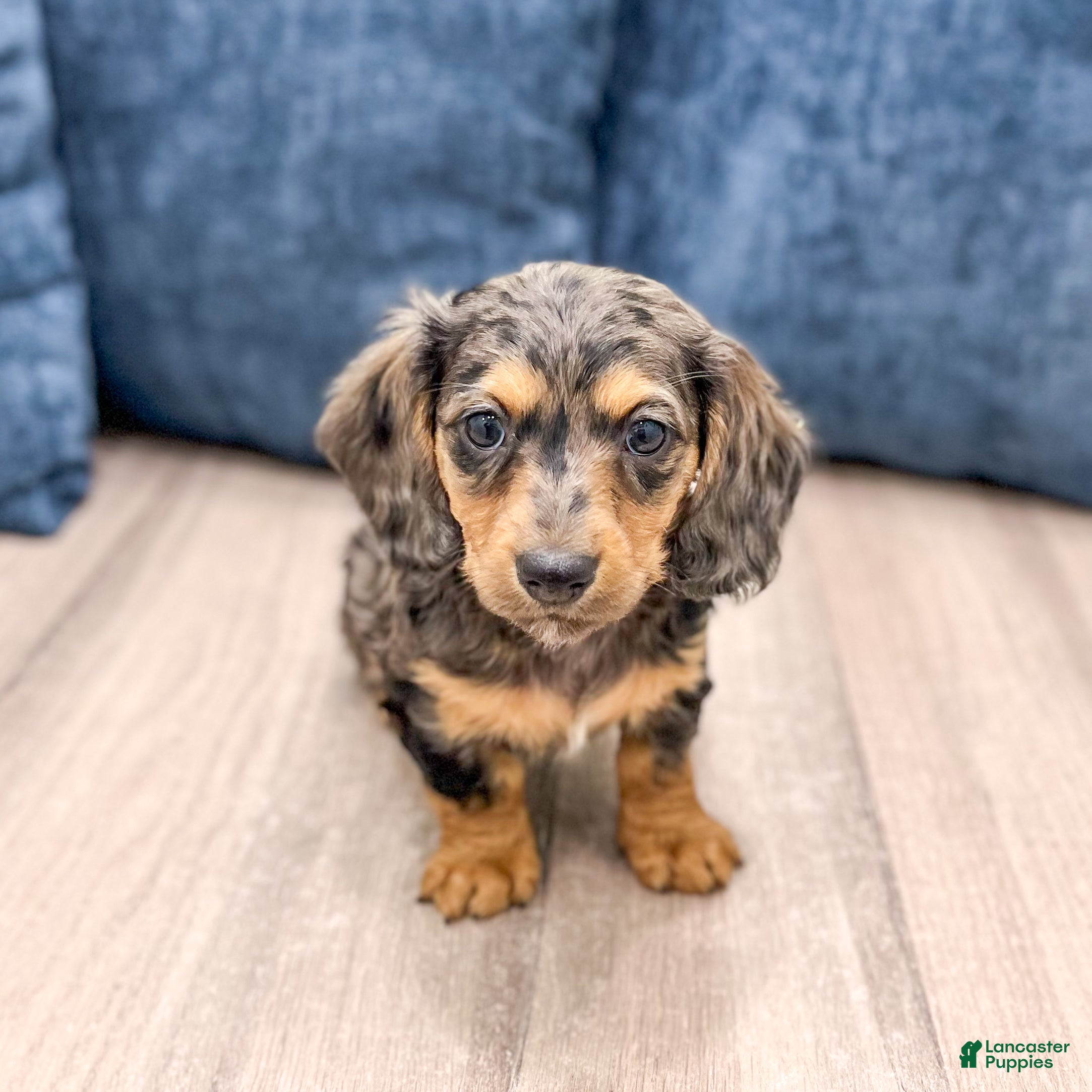 Miniature Dachshund dogs Alex - Ad 2
