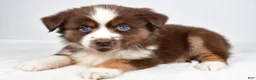 Miniature Australian Shepherd dogs for sale: Darcy - Ad 5