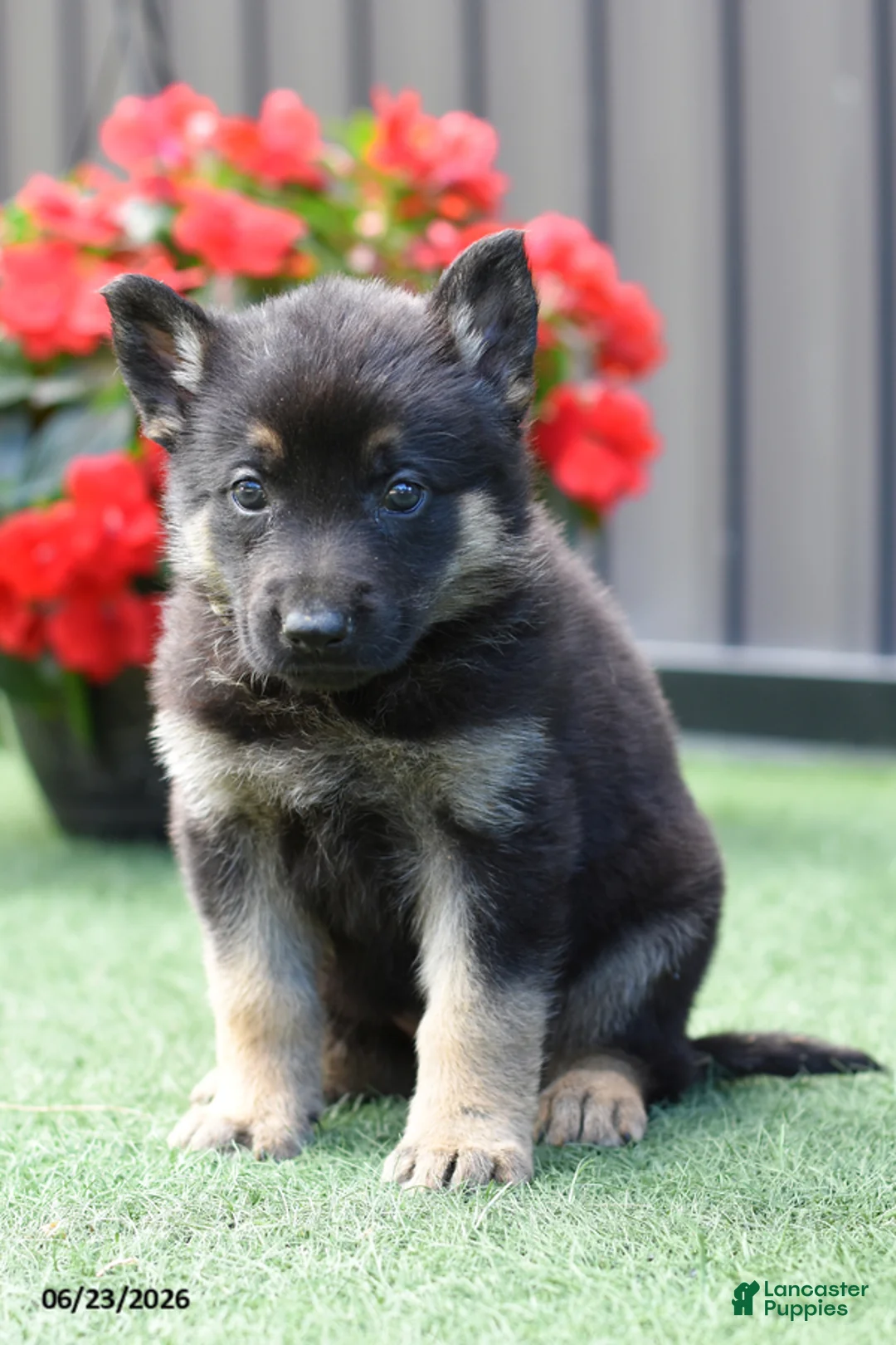 German Shepherd dogs for sale: April - Ad 2