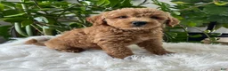 Mini Goldendoodle dogs for sale: Cassia  - Ad 4