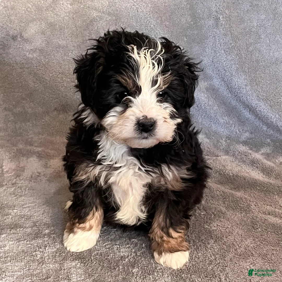 Mini Bernedoodle dogs for sale: Katie - Ad 4