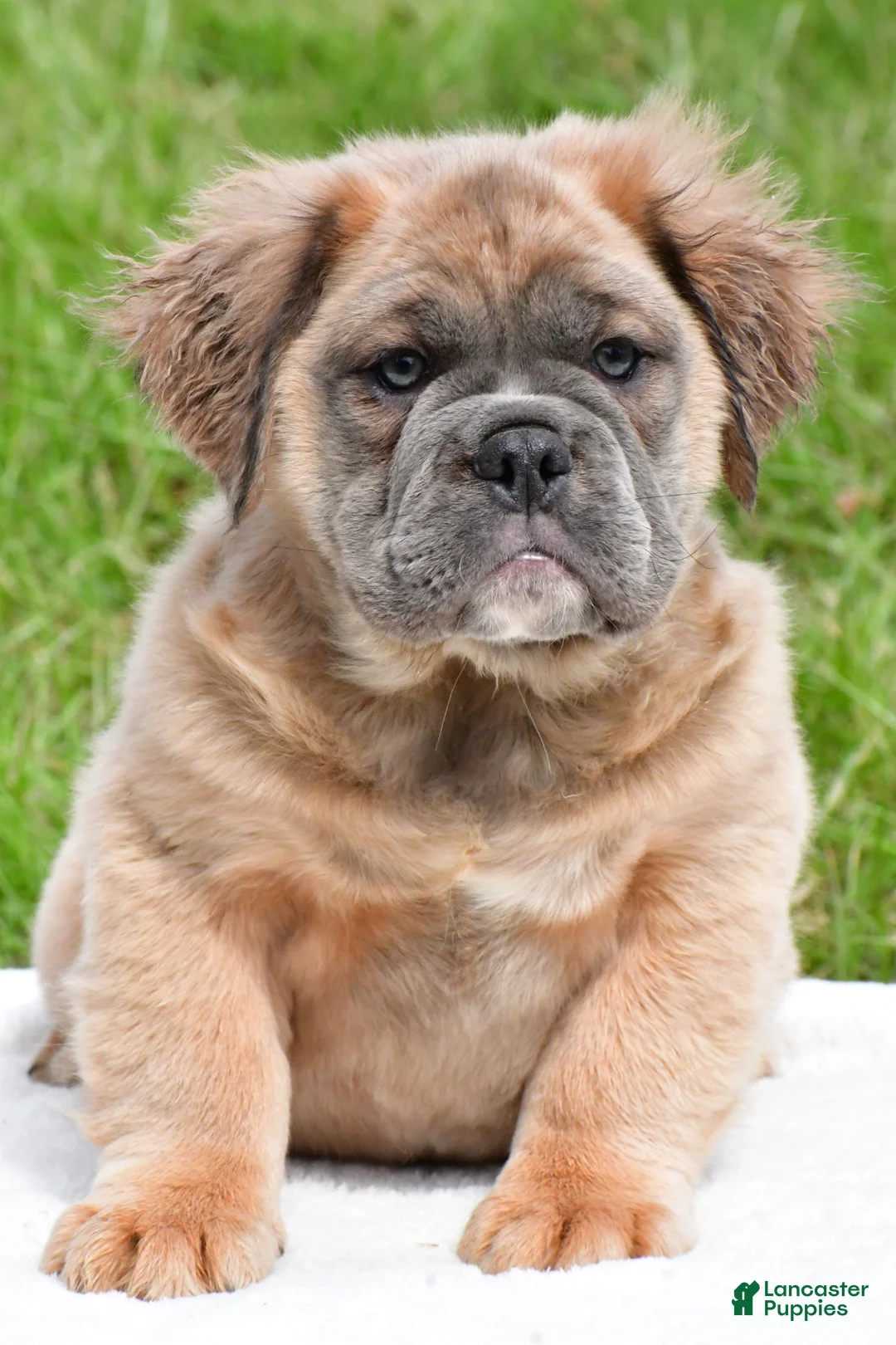 English Bulldog dogs for sale: Frisky - Ad 2