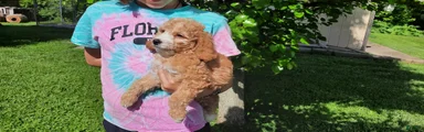Cavapoo Puppy 1