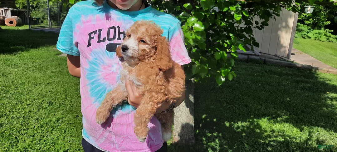 Cavapoo dogs for sale: Cavapoo Puppy 1 - Ad 1