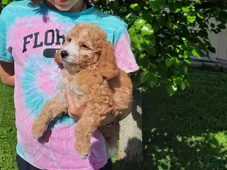 Cavapoo dogs for sale: Cavapoo Puppy 1 - Ad 3