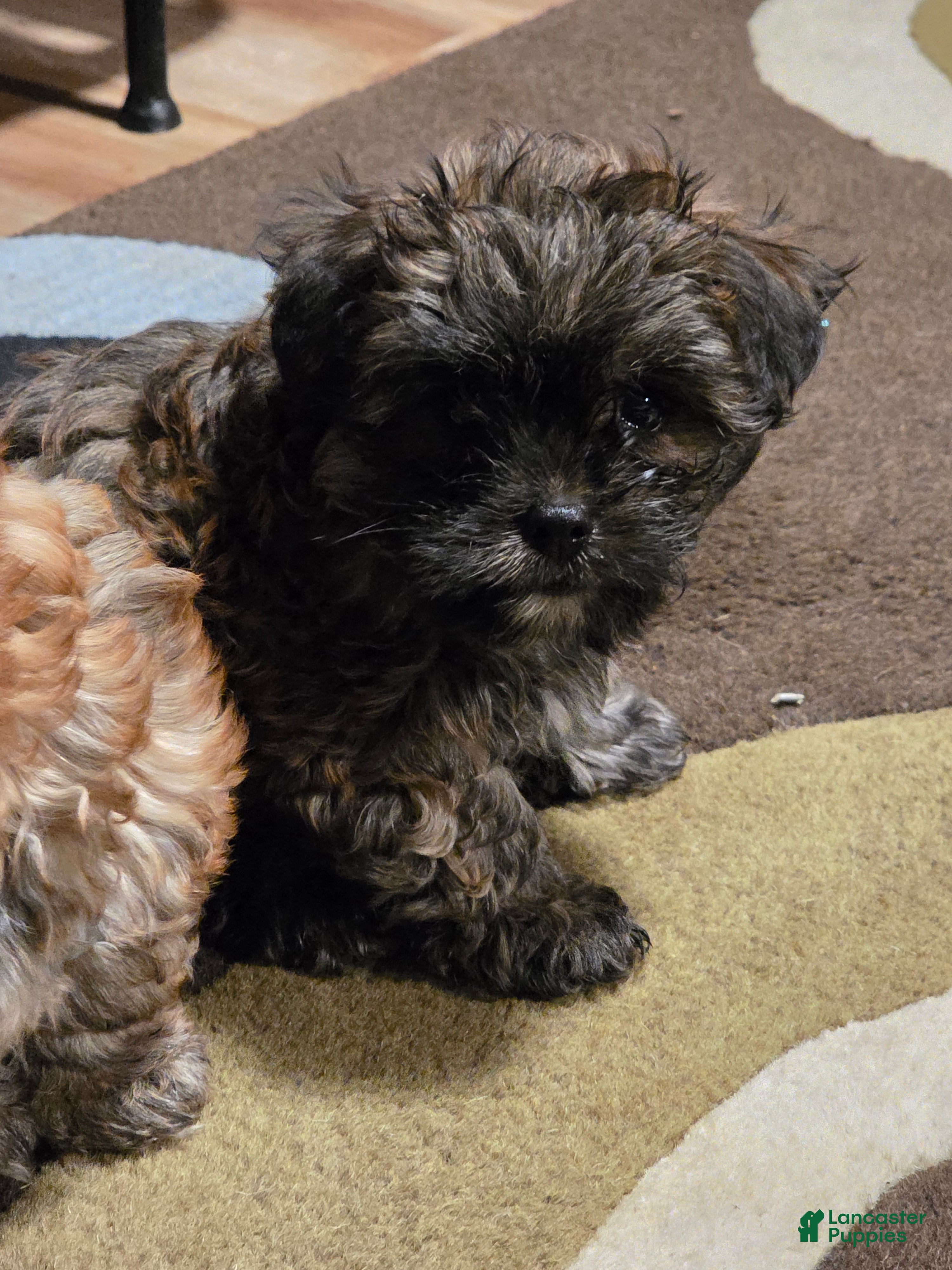 Yorkiepoo dogs Yorkiepoo Puppy 2 - Ad 2