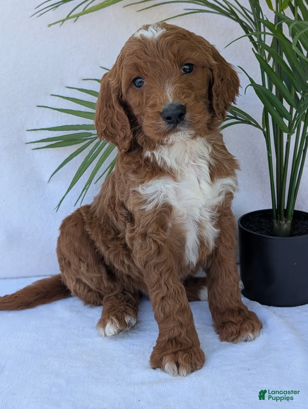 Goldendoodle dogs for sale: Parker - Ad 1