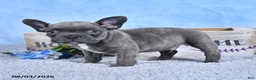 Frenchton dogs for sale: Brady - Ad 3