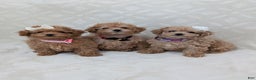 Toy Poodle dogs for sale: Apollo  - Ad 9