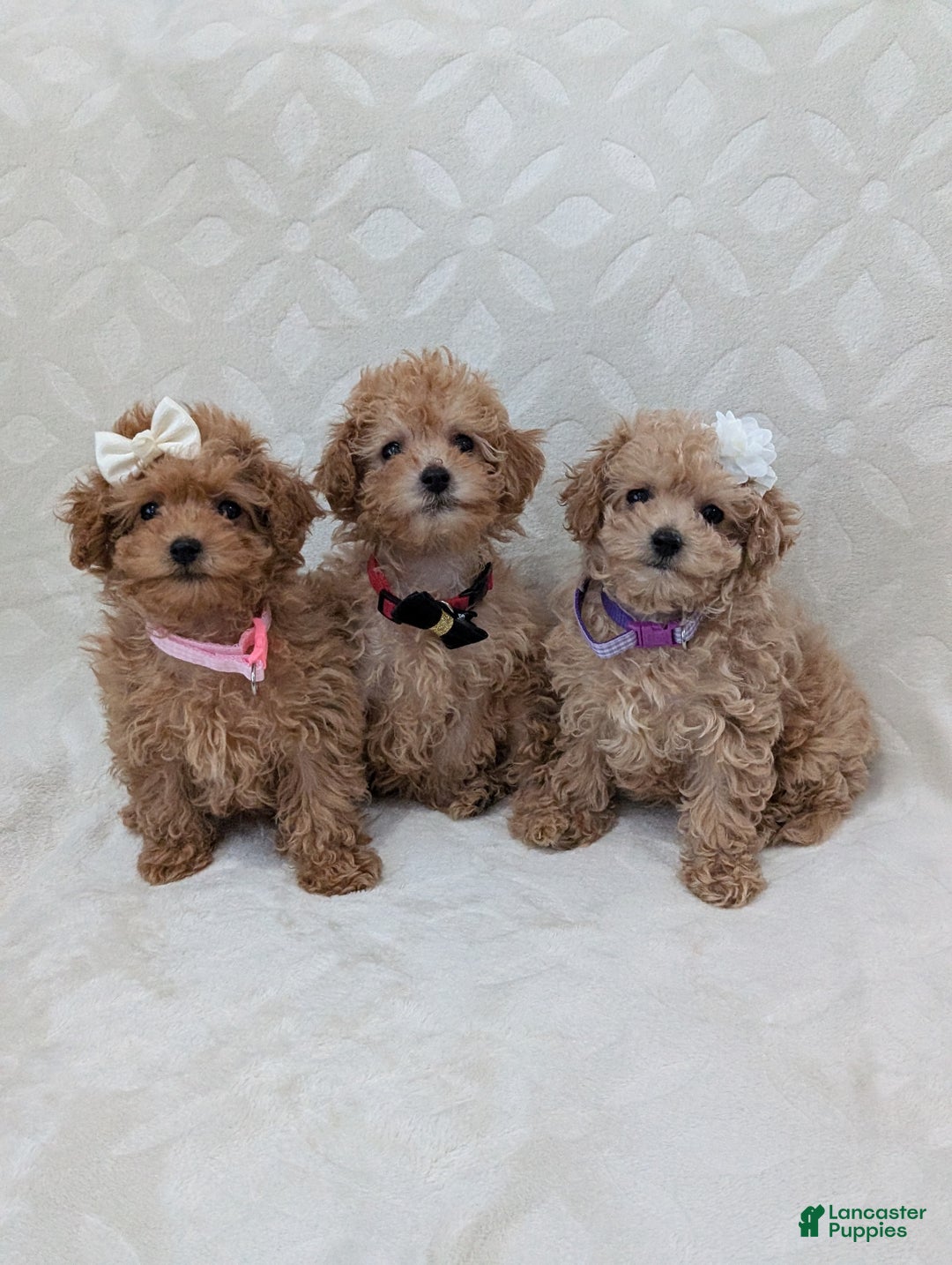 Toy Poodle dogs for sale: Apollo  - Ad 9