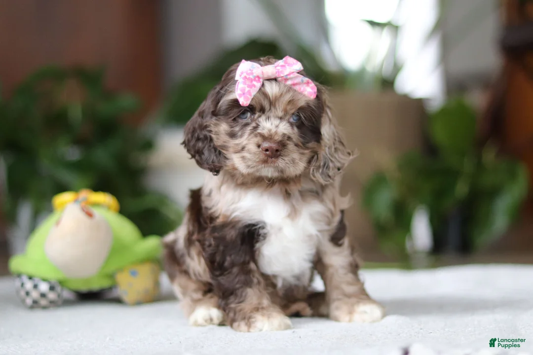 Cocker Spaniel dogs for sale: Willow - Ad 2