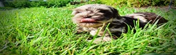 Havapoo dogs for sale: Heavenly - Ad 11