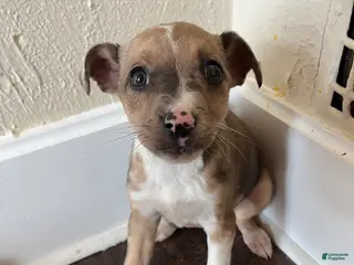 Mixed Breed dogs Alexis - Ad 38