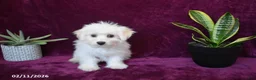 Maltese dogs for sale: Jasper - Ad 6