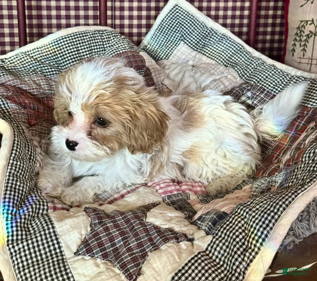 Cavapoo dogs for sale: Emma - Ad 3