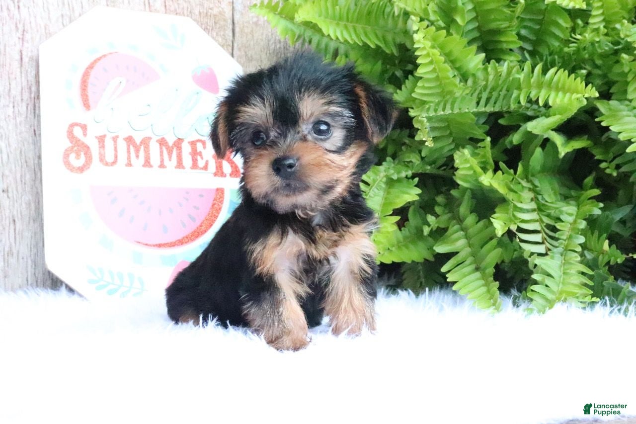 Yorkshire Terrier dogs Clifford - Ad 2