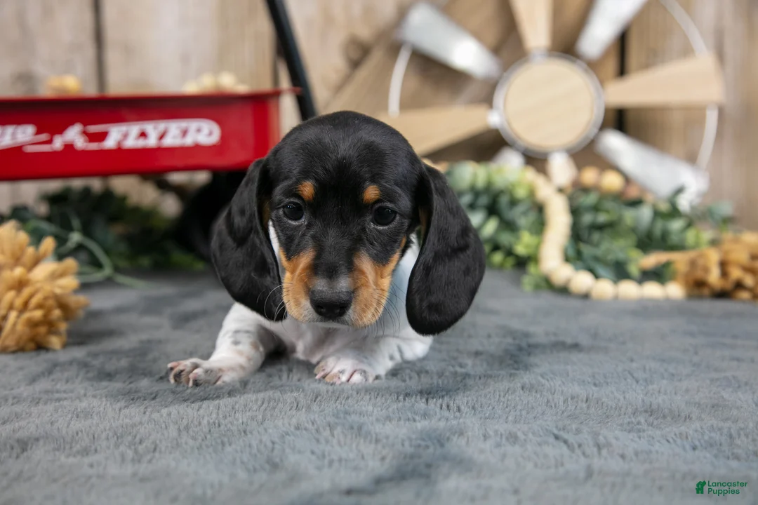 Miniature Dachshund dogs for sale: Griffin - Ad 3