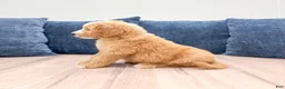 Mini Goldendoodle dogs for sale: Loyal - Ad 4