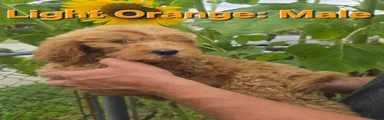 Goldendoodle Light Orange