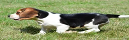 Beagle dogs for sale: Princess - Ad 4