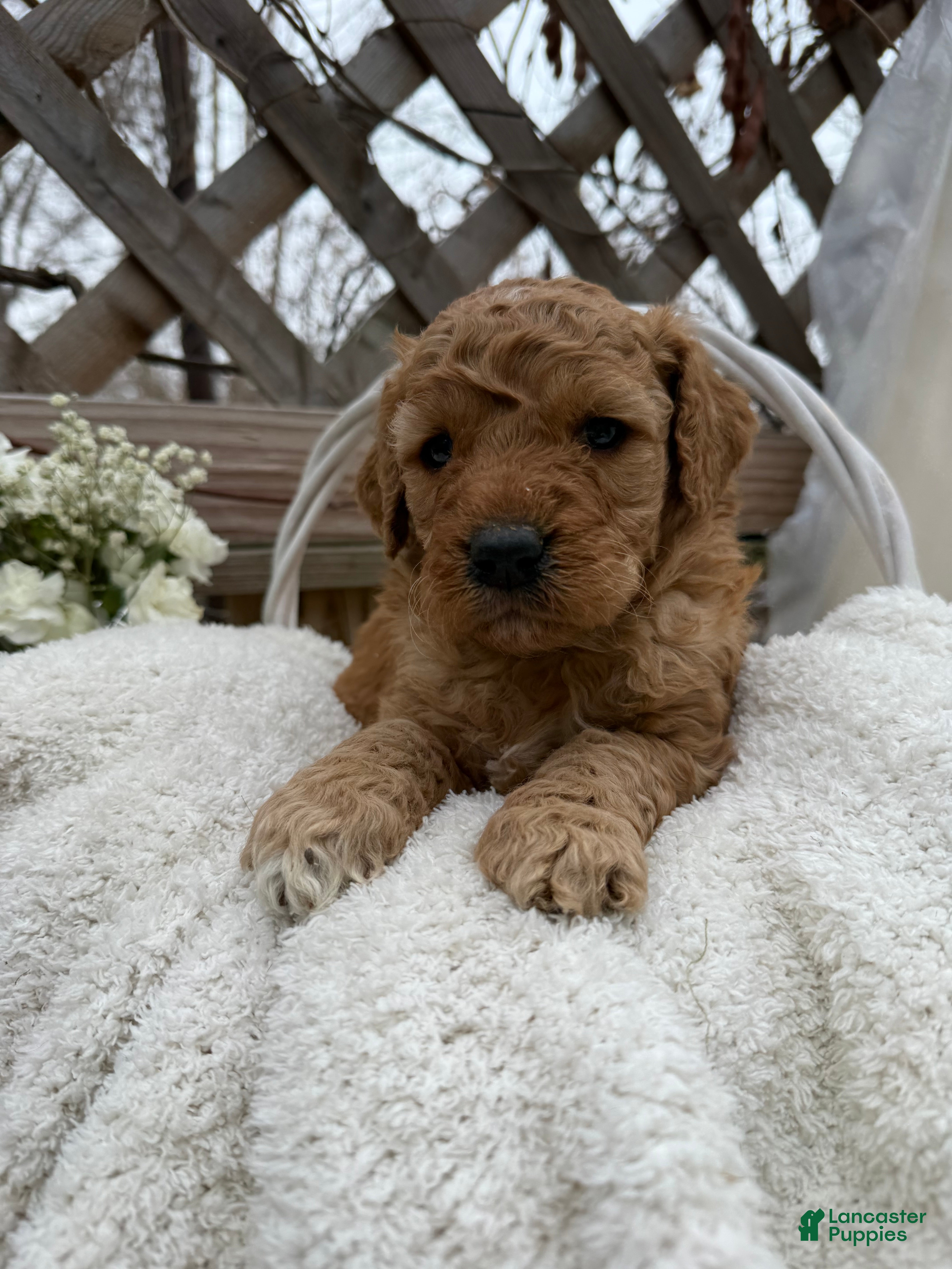 Goldendoodle dogs Caramel  - Ad 3