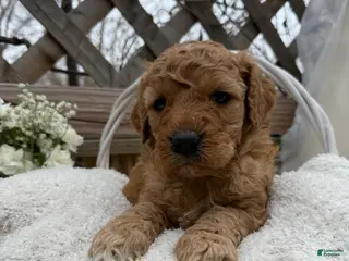 Goldendoodle dogs Caramel - Ad 3