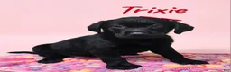 Labrador Retriever dogs for sale: Trixie - Ad 5