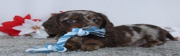 Miniature Dachshund dogs for sale: Jordan - Ad 3