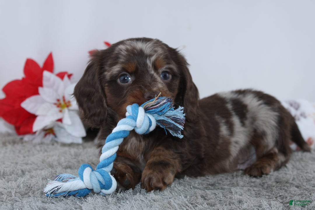 Miniature Dachshund dogs for sale: Jordan - Ad 3