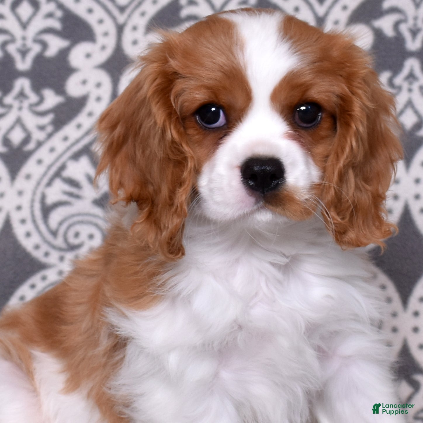 Cavalier King Charles Spaniel dogs Winston - Ad 1