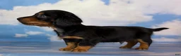 Miniature Dachshund dogs for sale: AKC Vince LH Parents DNA & CHIC choc carrier  - Ad 11