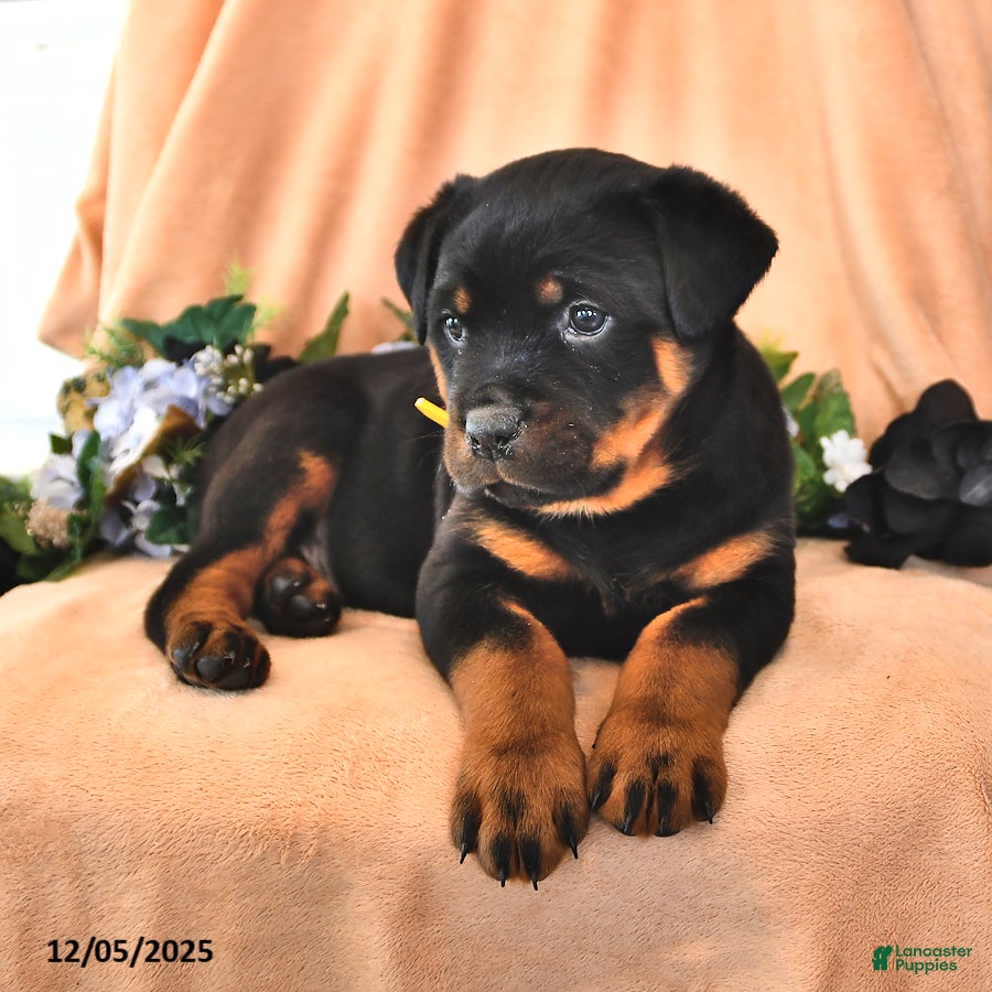 Rottweiler dogs Ann - Ad 3