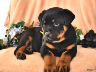 Rottweiler dogs Ann - Ad 15