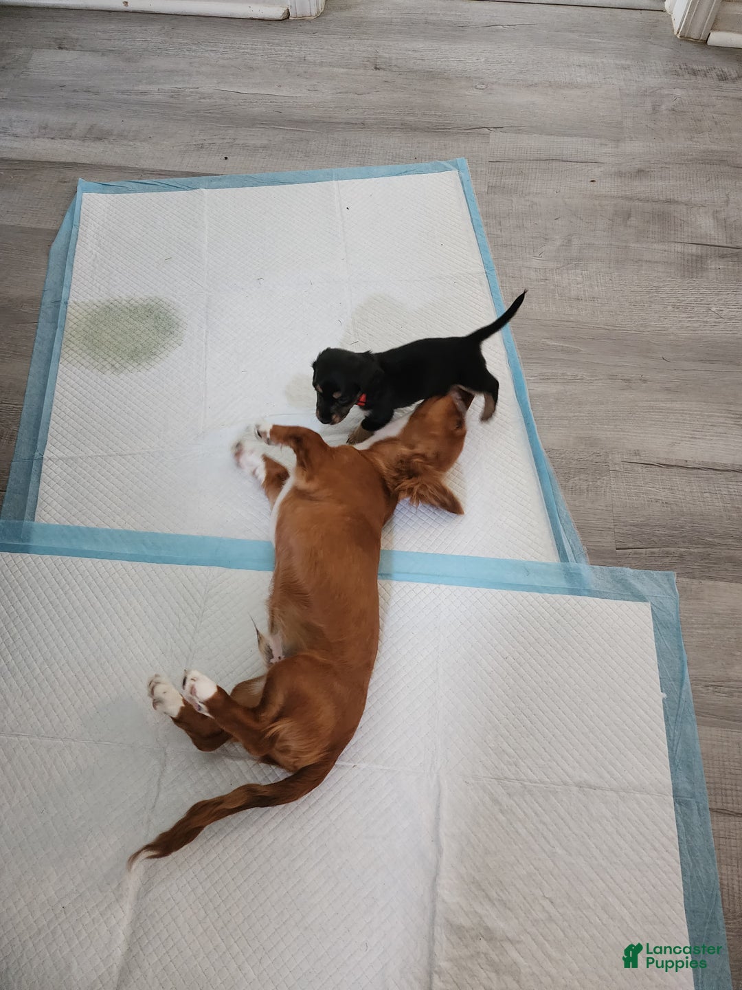 Miniature Dachshund dogs for stud: MARCO STUD - Ad 4