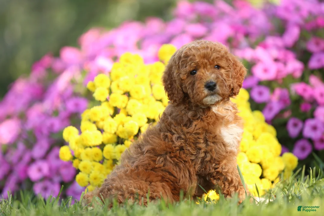 Mini Goldendoodle dogs for sale: Angel - Ad 2